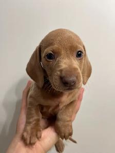 Purebred Quality Mini Dachshund Puppies - Photo 5