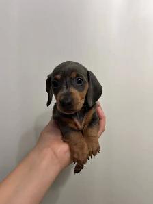Purebred Quality Mini Dachshund Puppies - Photo 6