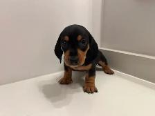 Purebred Quality Mini Dachshund Puppies - Photo 7