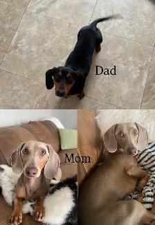 Purebred Quality Mini Dachshund Puppies - Photo 8