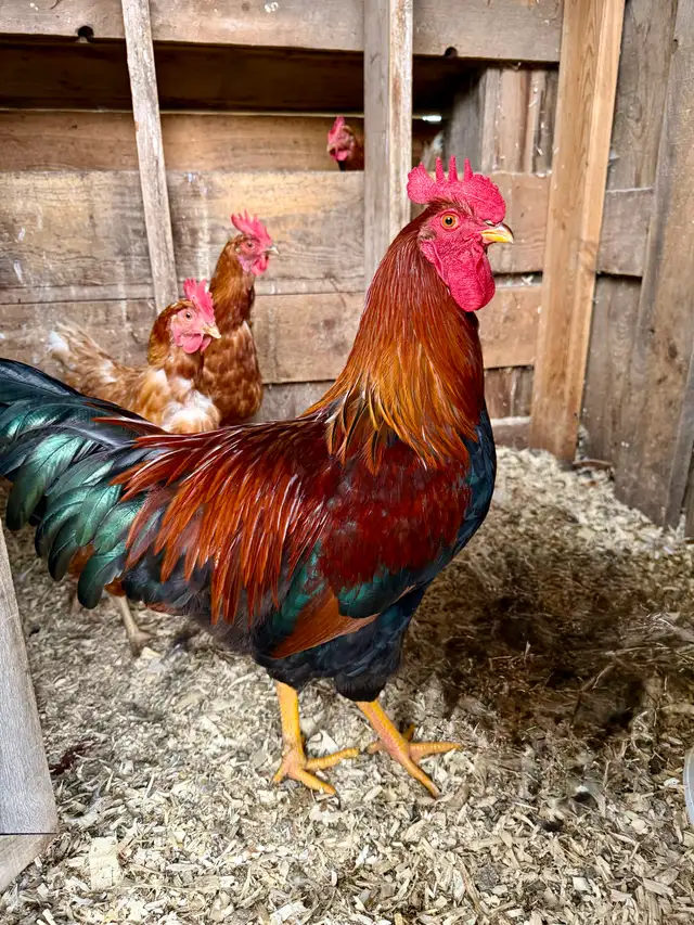 Rooster.
