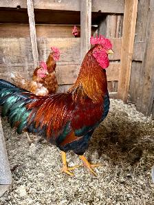 Rooster.
