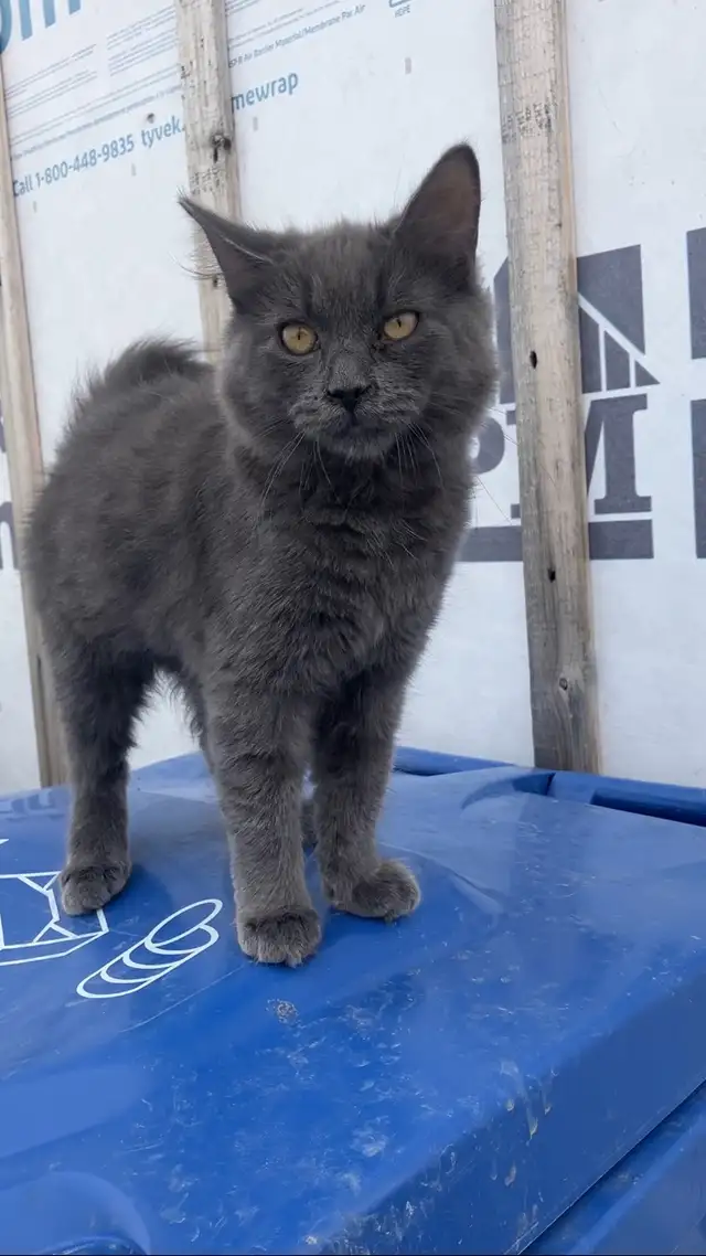 chaton femelle gris