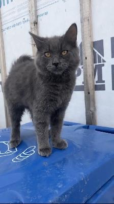 chaton femelle gris