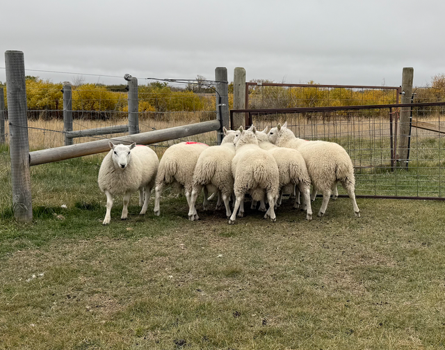 Border Cheviot ram lambs for sale