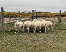 Border Cheviot ram lambs for sale