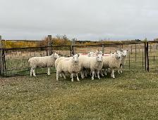 Border Cheviot ram lambs for sale - Photo 2