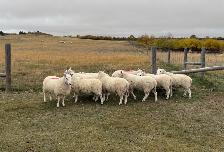 Border Cheviot ram lambs for sale - Photo 3
