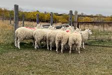 Border Cheviot ram lambs for sale - Photo 4