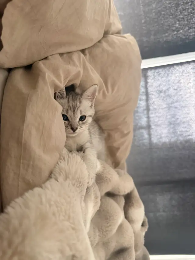 British Shorthair Mix Kitten – Loving Home Wanted