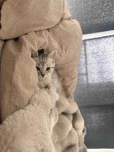 British Shorthair Mix Kitten – Loving Home Wanted