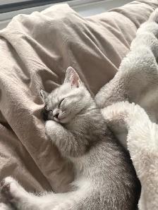 British Shorthair Mix Kitten – Loving Home Wanted - Photo 2