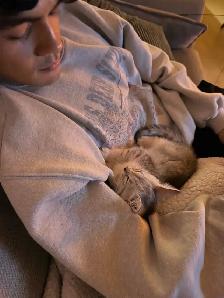 British Shorthair Mix Kitten – Loving Home Wanted - Photo 3