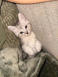 British Shorthair Mix Kitten – Loving Home Wanted - Photo 4