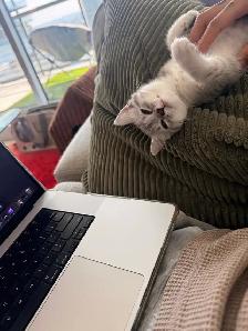 British Shorthair Mix Kitten – Loving Home Wanted - Photo 5