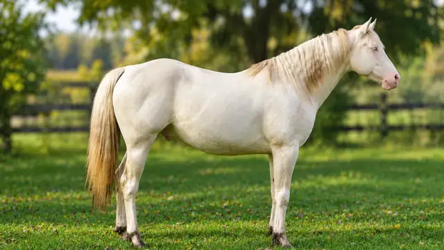 Stunning 5 Year old Paint Stallion