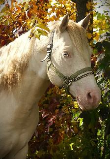 Stunning 5 Year old Paint Stallion - Photo 2