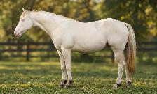 Stunning 5 Year old Paint Stallion - Photo 3