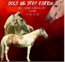 Stunning 5 Year old Paint Stallion - Photo 4