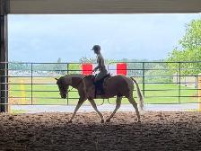 Stunning 5 Year old Paint Stallion - Photo 5