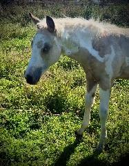 Stunning 5 Year old Paint Stallion - Photo 7