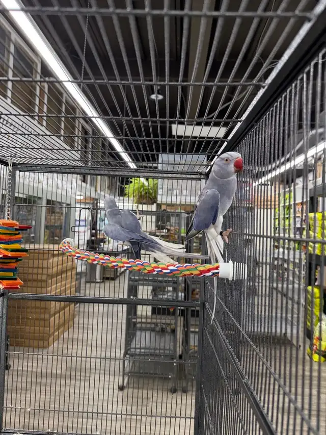 Rare CHCT Double Factor Violet & Violet Turquoise Ringneck Pairs