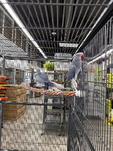 Rare CHCT Double Factor Violet & Violet Turquoise Ringneck Pairs