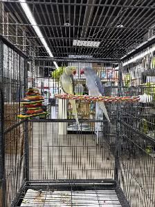 Rare CHCT Double Factor Violet & Violet Turquoise Ringneck Pairs - Photo 2