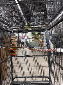 Rare CHCT Double Factor Violet & Violet Turquoise Ringneck Pairs - Photo 3