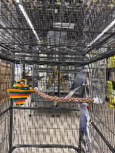Rare CHCT Double Factor Violet & Violet Turquoise Ringneck Pairs - Photo 4
