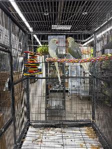 Rare CHCT Double Factor Violet & Violet Turquoise Ringneck Pairs - Photo 5