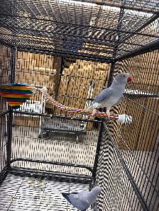 Rare CHCT Double Factor Violet & Violet Turquoise Ringneck Pairs - Photo 6