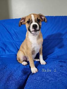 Boston Terrier/French Bulldog/Beagle Puppies