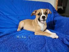 Boston Terrier/French Bulldog/Beagle Puppies - Photo 2