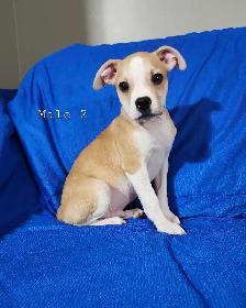 Boston Terrier/French Bulldog/Beagle Puppies - Photo 3