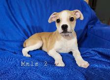 Boston Terrier/French Bulldog/Beagle Puppies - Photo 4
