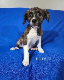 Boston Terrier/French Bulldog/Beagle Puppies - Photo 5