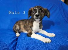 Boston Terrier/French Bulldog/Beagle Puppies - Photo 6