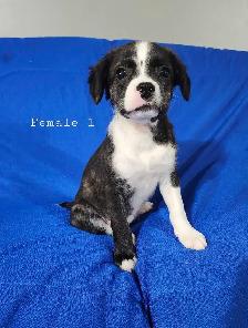 Boston Terrier/French Bulldog/Beagle Puppies - Photo 7