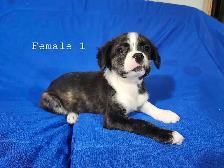 Boston Terrier/French Bulldog/Beagle Puppies - Photo 8