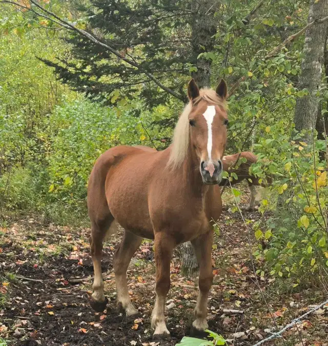 3 year old Belgian cross