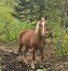 3 year old Belgian cross