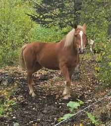 3 year old Belgian cross - Photo 2
