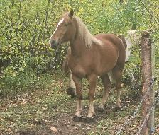 3 year old Belgian cross - Photo 4