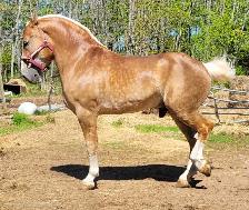 3 year old Belgian cross - Photo 6