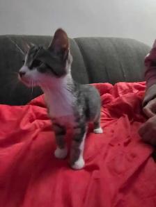 Chatons Tabby Mix à vendre ! - Photo 3