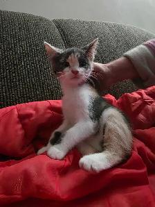 Chatons Tabby Mix à vendre ! - Photo 5