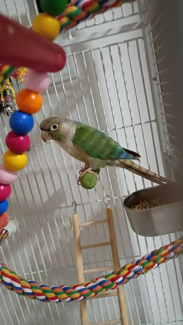conure femelle à vendre