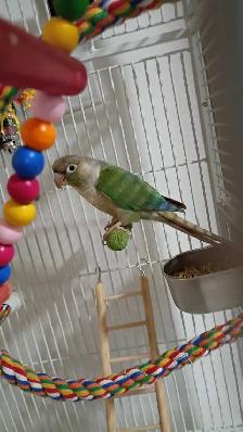 conure femelle à vendre