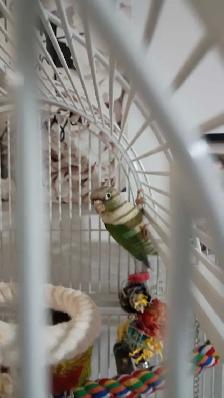 conure femelle à vendre - Photo 2